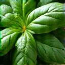 Fresh green basil leaves